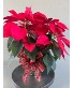 Christmas Poinsettia 