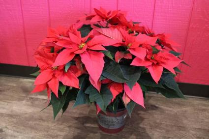 CHRISTMAS POINSETTIA 7 1/2''