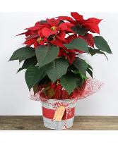 Christmas Poinsettia (available in 2 sizes) 