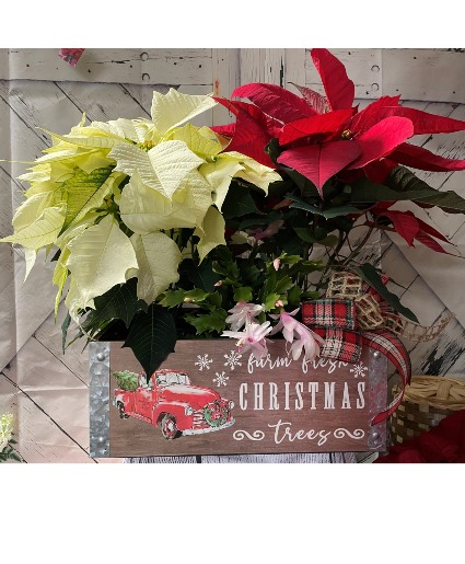 Christmas Poinsettia Box plant