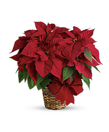 Christmas Poinsettia Medium Plant in Batavia, IL | Batavia Flowers Christmas Poinsettia Medium Plant in Batavia, IL | Batavia Flowers