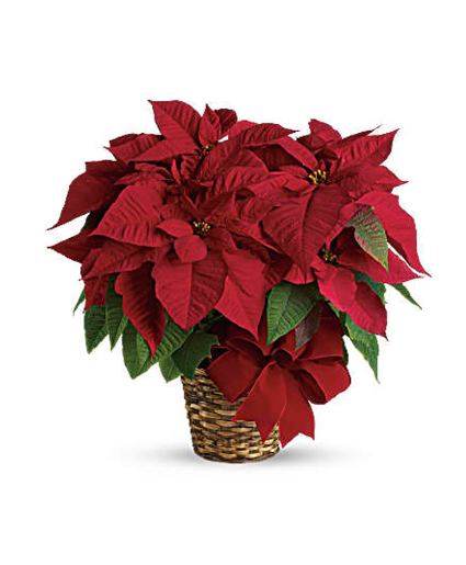 CHRISTMAS POINSETTIA MEDIUM Plant
