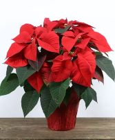 Christmas Poinsettia Red or Jingle Variety SALE PRICE THIS WEEK! Decorated w/pick