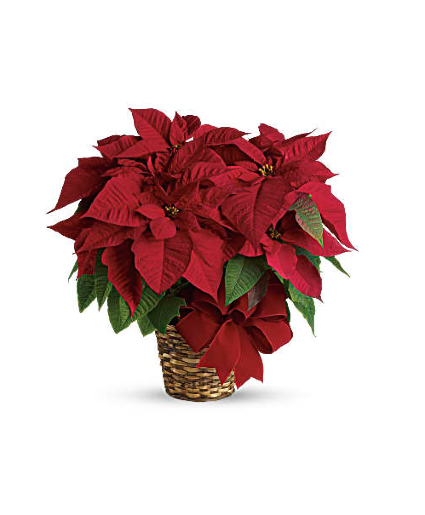 Christmas Poinsettia Small Plant