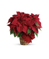 CHRISTMAS POINSETTIA SMALL Plant