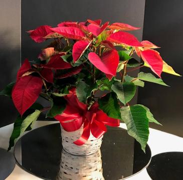 Christmas Poinsettias Christmas