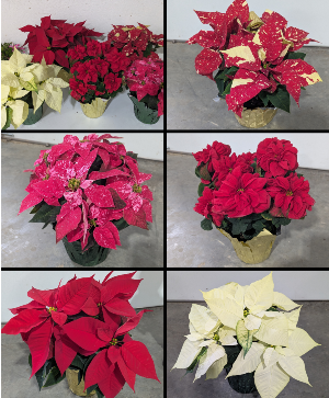 Christmas Poinsettias Poinsettia