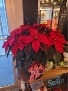 Christmas Pointsetta 10 inch 