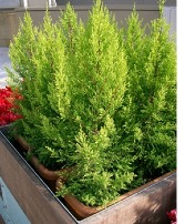 Preorder Holiday Tree- Goldcrest Cypress 