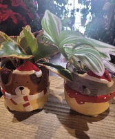 Christmas Puppy or Kitten with Tropical Plant 