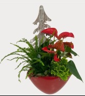 Christmas Red Anthurium Planter 