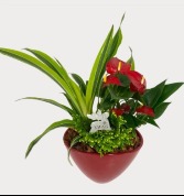  Red Anthurium Planter 
