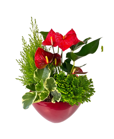 Christmas Red Anthurium Planter House Plant in Newmarket, ON | FLOWERS 'N THINGS FLOWER & GIFT SHOP