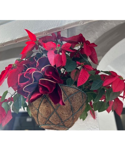Christmas Red Hanging Poinsettia 