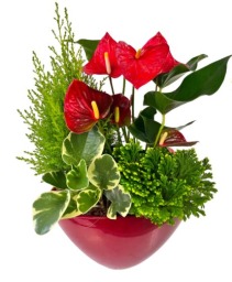 Christmas Red Large Eileen - With Lemon Cypress 