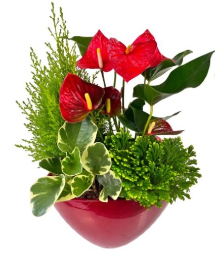 Christmas Red Large Eileen - With Lemon Cypress 