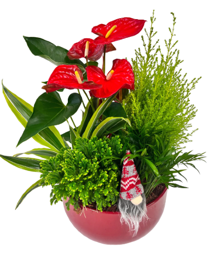 Christmas Red XL Mix Tropical 