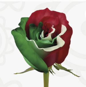 Christmas Rose Available Dec 9th Roses in Vase with Baby Breath and Greens in Bristol, CT | DONNA'S FLORIST & GIFTS Christmas Rose Available Dec 9th Roses in Vase with Baby Breath and Greens in Bristol, CT | DONNA'S FLORIST & GIFTS