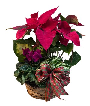 Christmas Sentiments Basket A Davis Floral Design