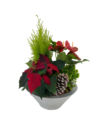 Christmas Tin Tropical Planter House Plant