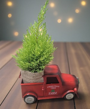 Christmas Tree Farm Plant