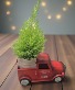 Christmas Tree Farm Plant