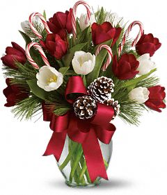 Christmas Tulips Christmas