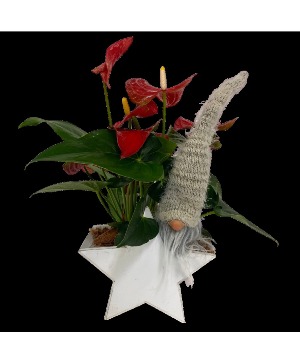 Christmas White Star Anthurium 