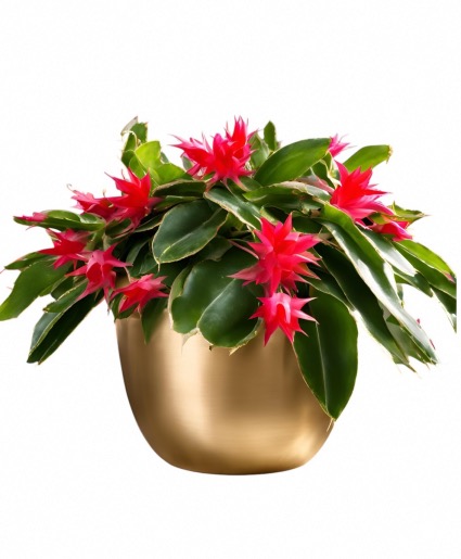 Christmas Cactus in a Gold Globe Planter  