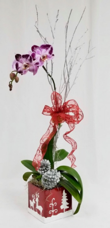 Chritmas Single Stem Orchid Orchid Plant