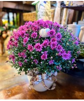 Purple Chrysanthemum 8” Blooming Plant