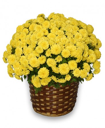 CHRYSANTHEMUM 8in. Blooming Plant