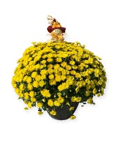 Chrysanthemums   Seasonal Planter