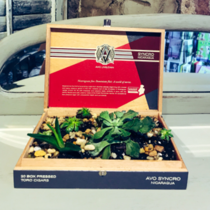 Cigar Box Succulent Garden gifts for him