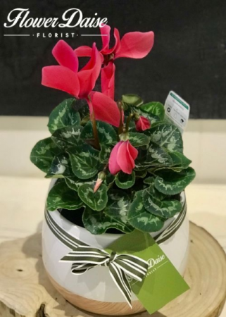 Cindy Cyclamen Plant Plant in Ceramic Container