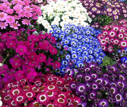 Cineraria Flowering Plant