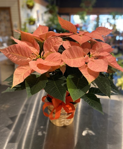 Cinnamon Pointsettia Blooming Plant 