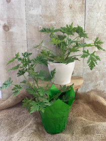 Citronella Geranium "Mosquito Repellent"  Plant