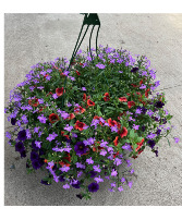 Potted Plant Premium Hanging Basket