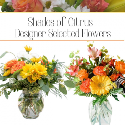 Citrus-Designer’s Choice