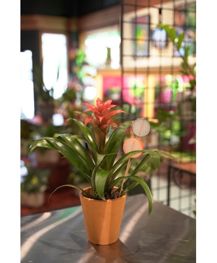Citrus Punch Bromeliad Plant