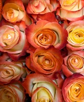 Citrus Sunrise Roses 