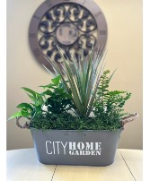 City Home Garden Plant in Basket