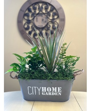 City Home Garden Plant in Basket