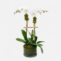 Classic Double Stem Phalaenopsis Orchid Plant 