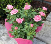 Classic Budding Rose blooming plant
