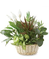 Classic  Dish Garden
