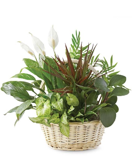 Classic Dish Garden