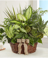 Classic Dish Garden Classic Dish Garden