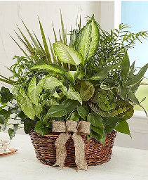Classic Dish Garden Classic Dish Garden